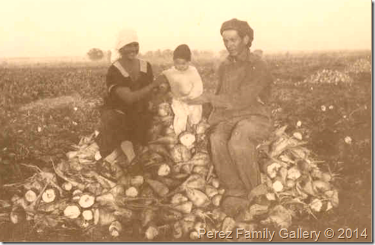 Cathy's grandparents, Josefina and Jose , and her uncle,. Lupe sit atop a pile of sugar beets.  Photo is from the mid-1920's.